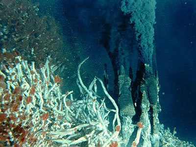 Hydrothermal vents in the deep ocean are located at tectonic <a
  href="/earth/interior/seafloor_spreading.html&edu=high&dev=">spreading
  ridges</a>. While most of the water in the deep ocean is close to freezing,
  the water at hydrothermal vents is very hot and laden with chemicals. In
  this <a
  href="/earth/extreme_environments.html&edu=high&dev=">extreme
  environment</a>, certain species of <a
  href="/earth/Life/archaea.html&edu=high&dev=">Archaea</a>
  and <a
  href="/earth/Life/classification_eubacteria.html&edu=high&dev=">Eubacteria</a>
  thrive, enabling a unique <a
  href="/earth/Water/life_deep.html&edu=high&dev=">food
  chain</a> including fish, shrimp, giant tubeworms, mussels, crabs, and clams.<p><small><em> Courtesy of NASA</em></small></p>
