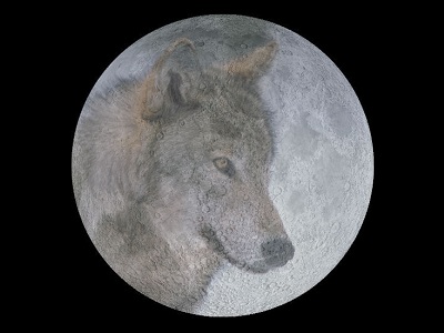 The Full Moon in January is called the Wolf Moon. It is named after the hungry packs of wolves that howled at night.  The Algonquian tribes of Native Americans had <a href="/earth/moon/full_moon_names.html&dev=">many different names</a> for the Full Moon through the year, reflecting their connection with nature and the <a href="/the_universe/uts/seasons1.html&dev=">seasons</a>, hunting, fishing, and farming.<p><small><em>Image courtesy of Windows to the Universe</em></small></p>
